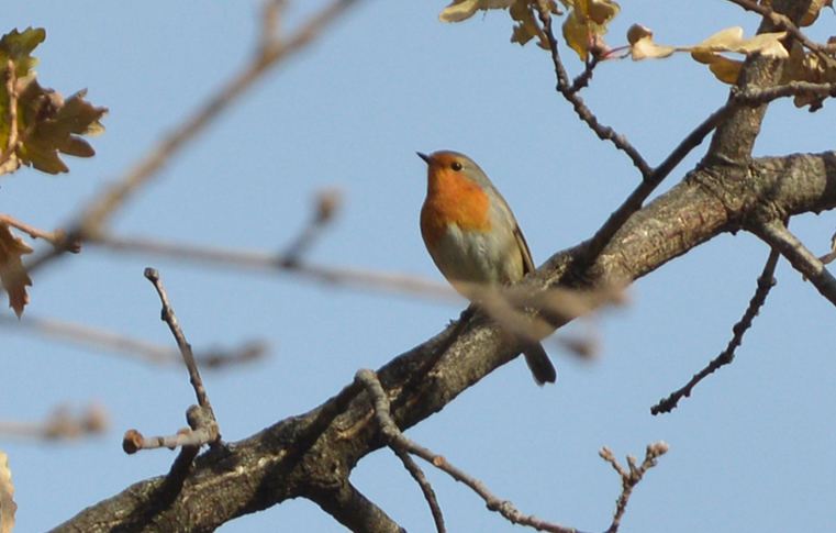 Pettirosso